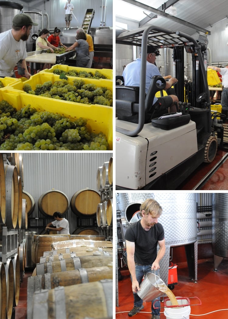 Working on the Grapes Winemaking
