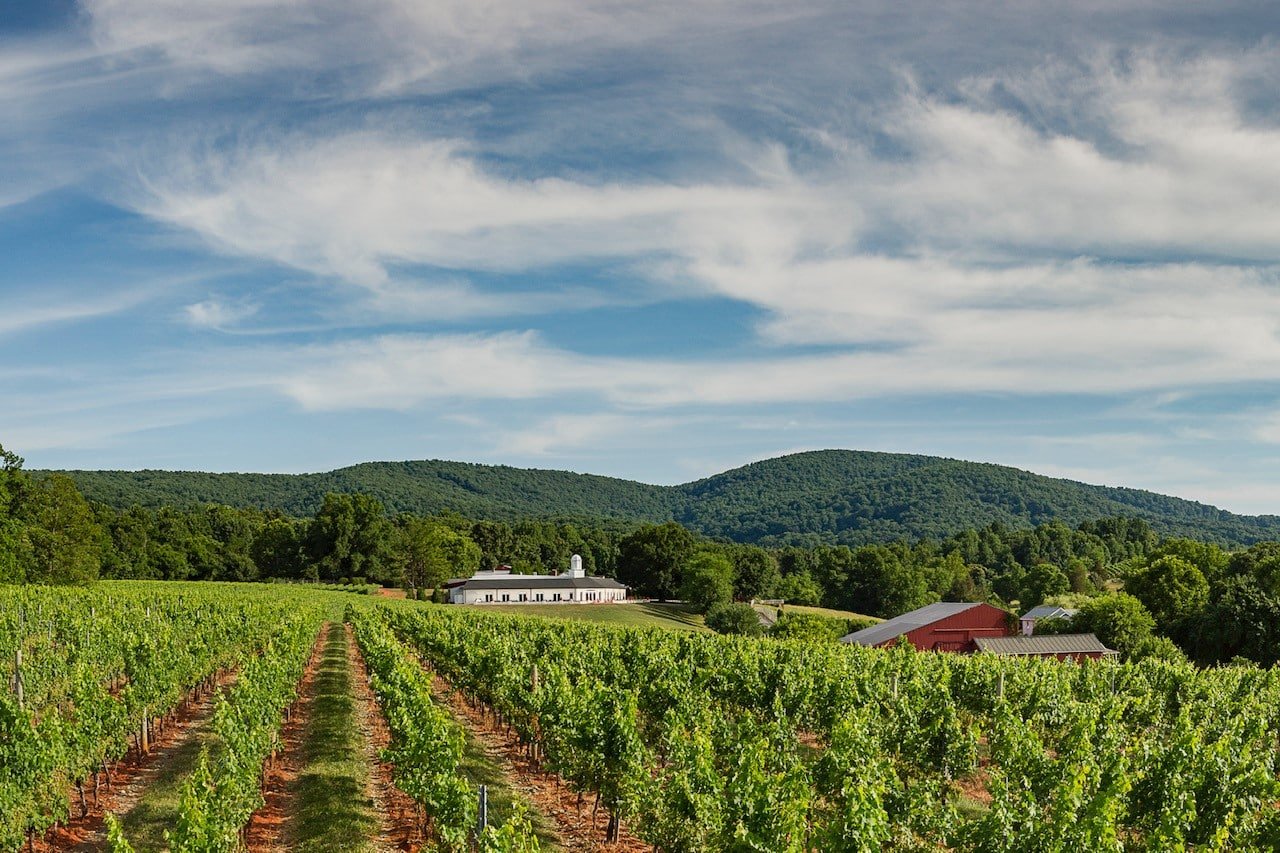 Barboursville Vineyards on a beautiful sunny day. The award-winning winery is on Route 231 and Monticello Wine Trail.