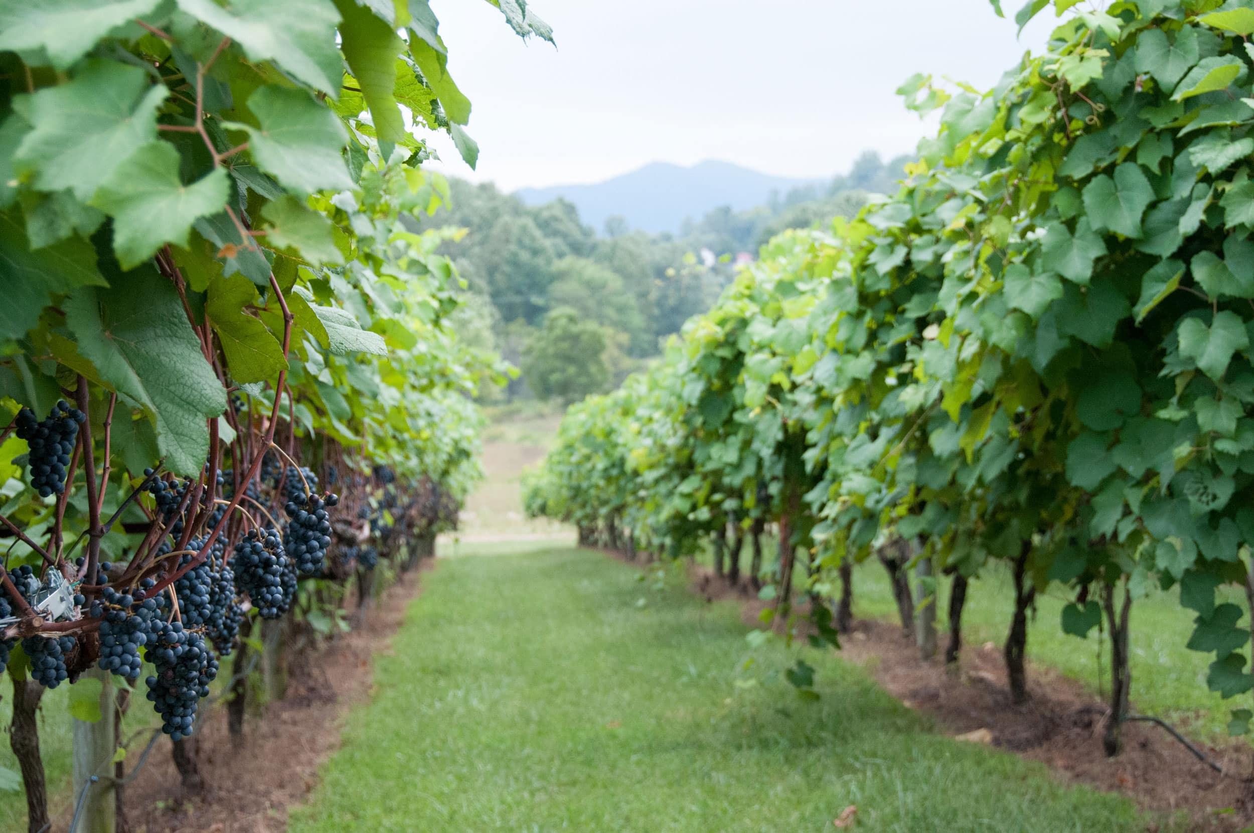 Food & Drink - Wine and Country Life