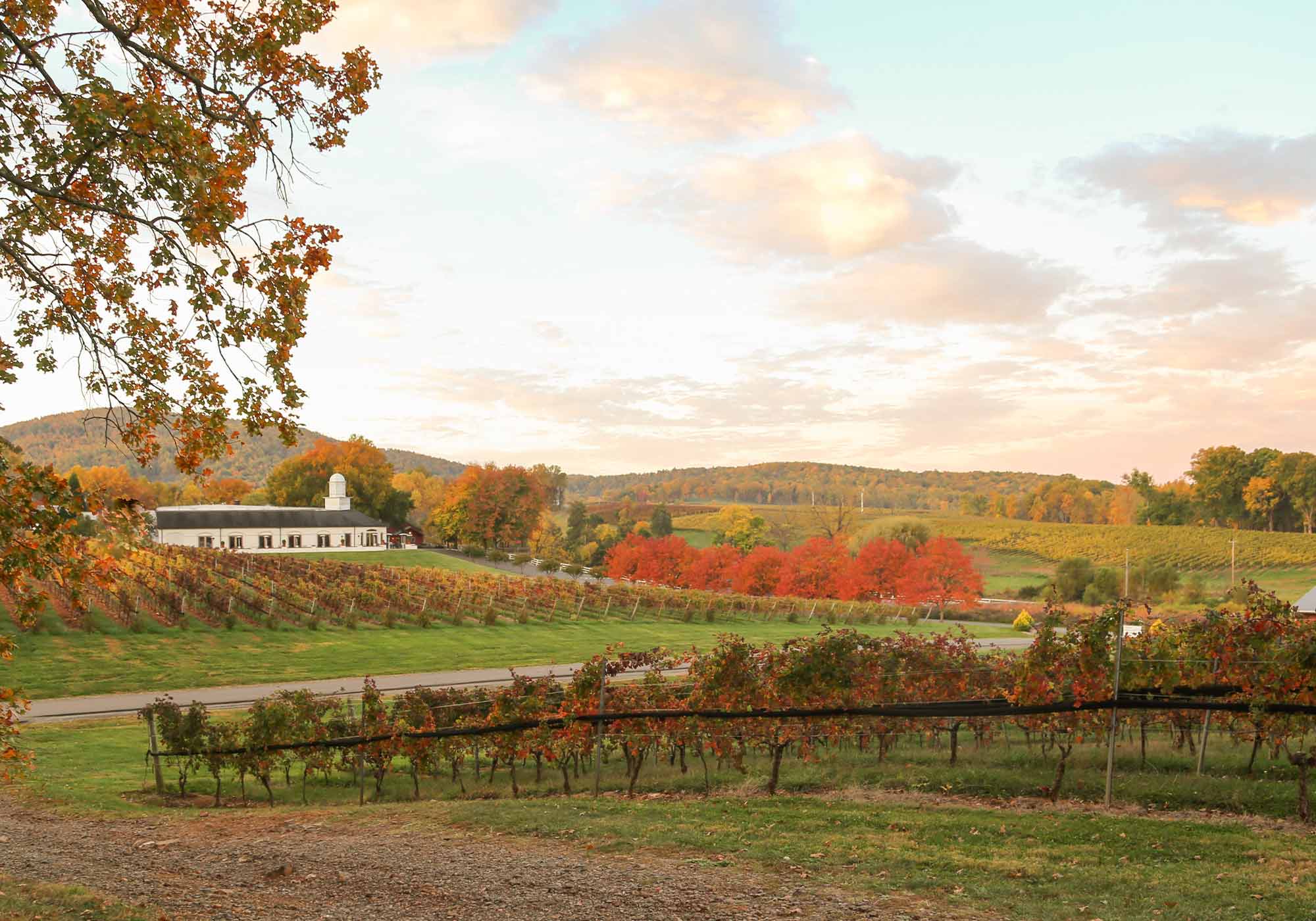 Photo of Barboursville Vineyards in the fall