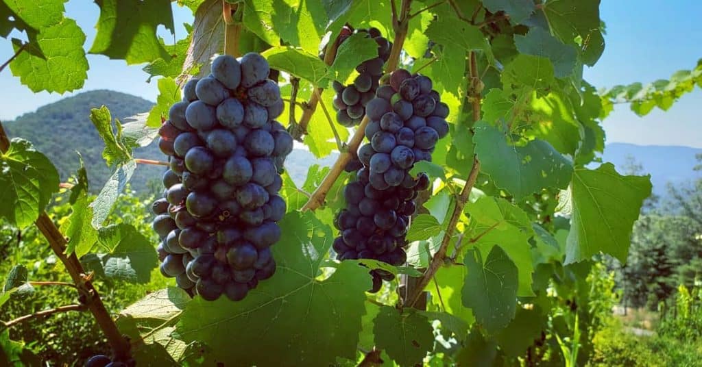 Grape cluster at Ankida Ridge Vineyards