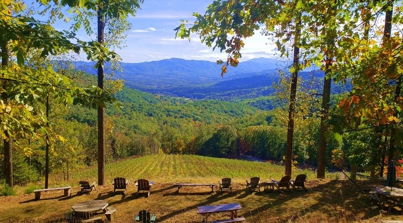 Ankida Ridge Vineyard views