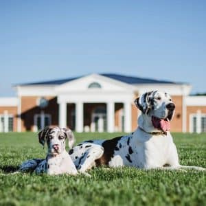 Photo of two dogs on the lawn at Brix and Columns