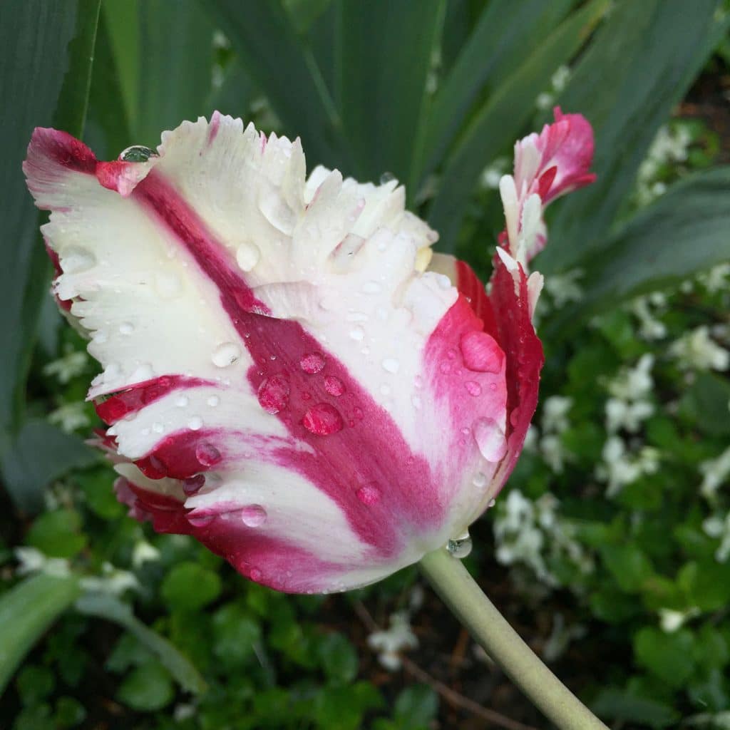 Historic Garden Week Tulip in Rain
