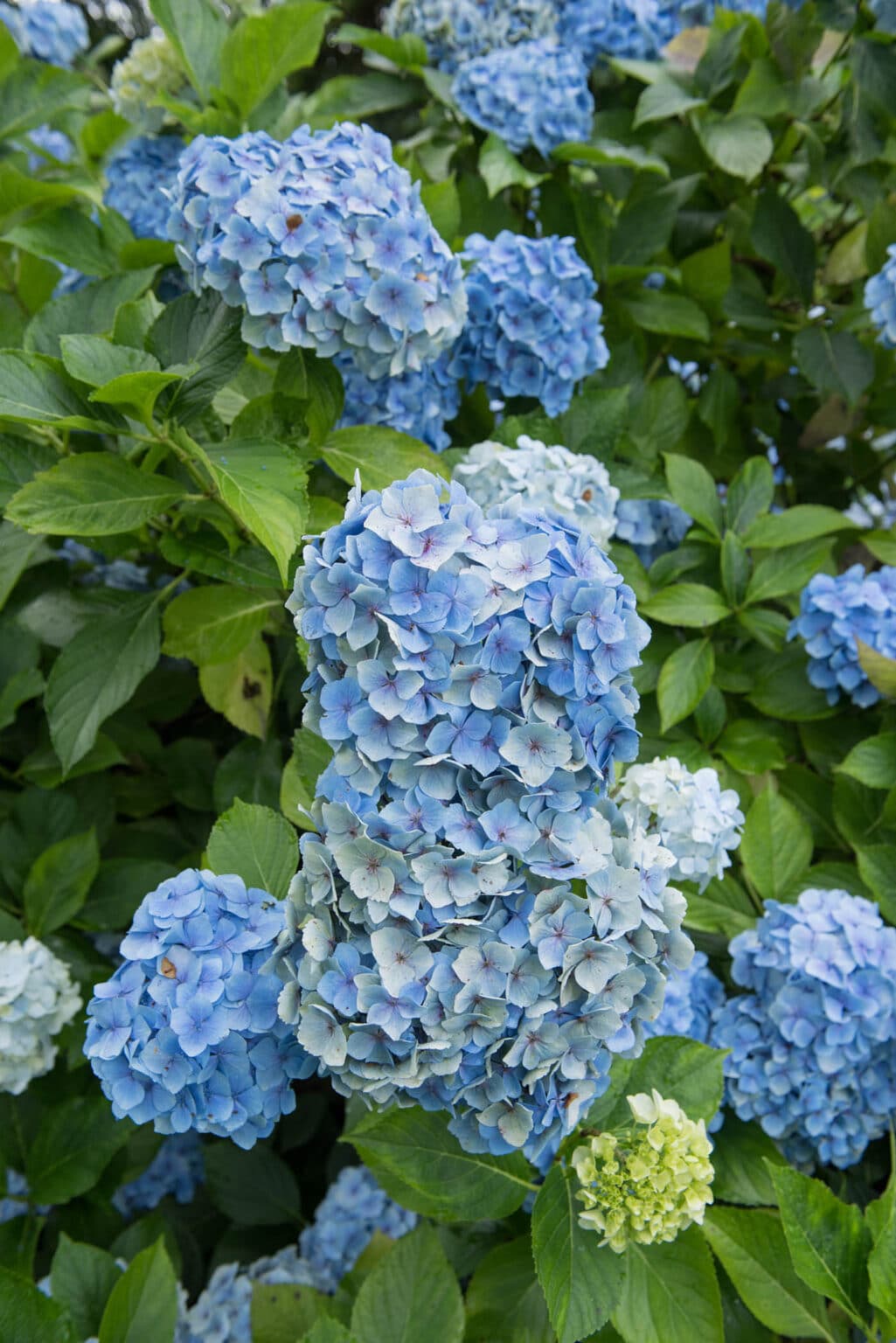 Growing Hydrangeas in Virginia - Wine and Country Life