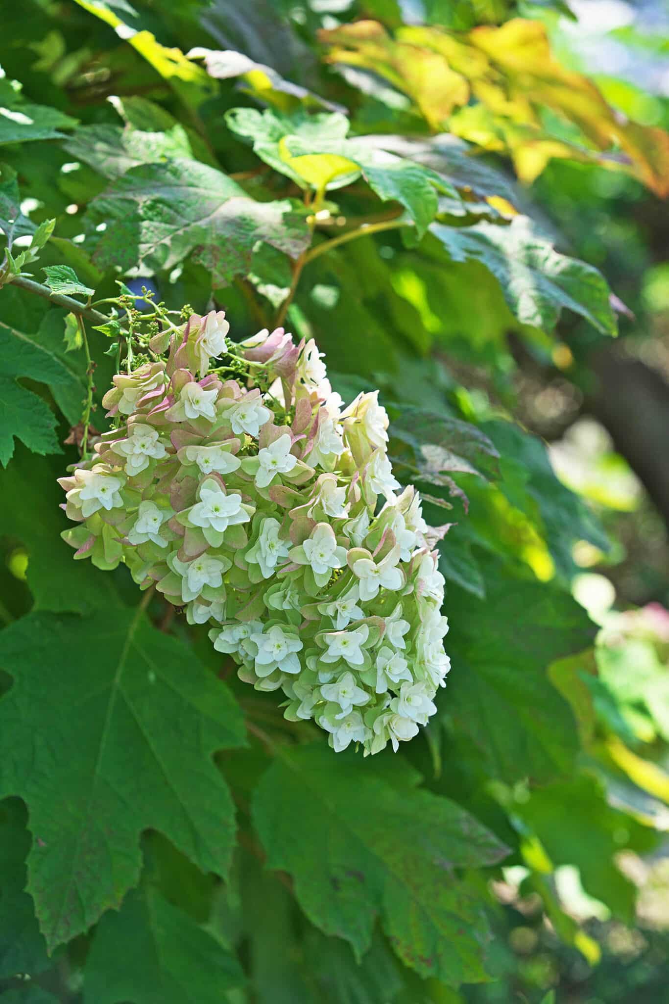 Growing Hydrangeas in Virginia Wine and Country Life