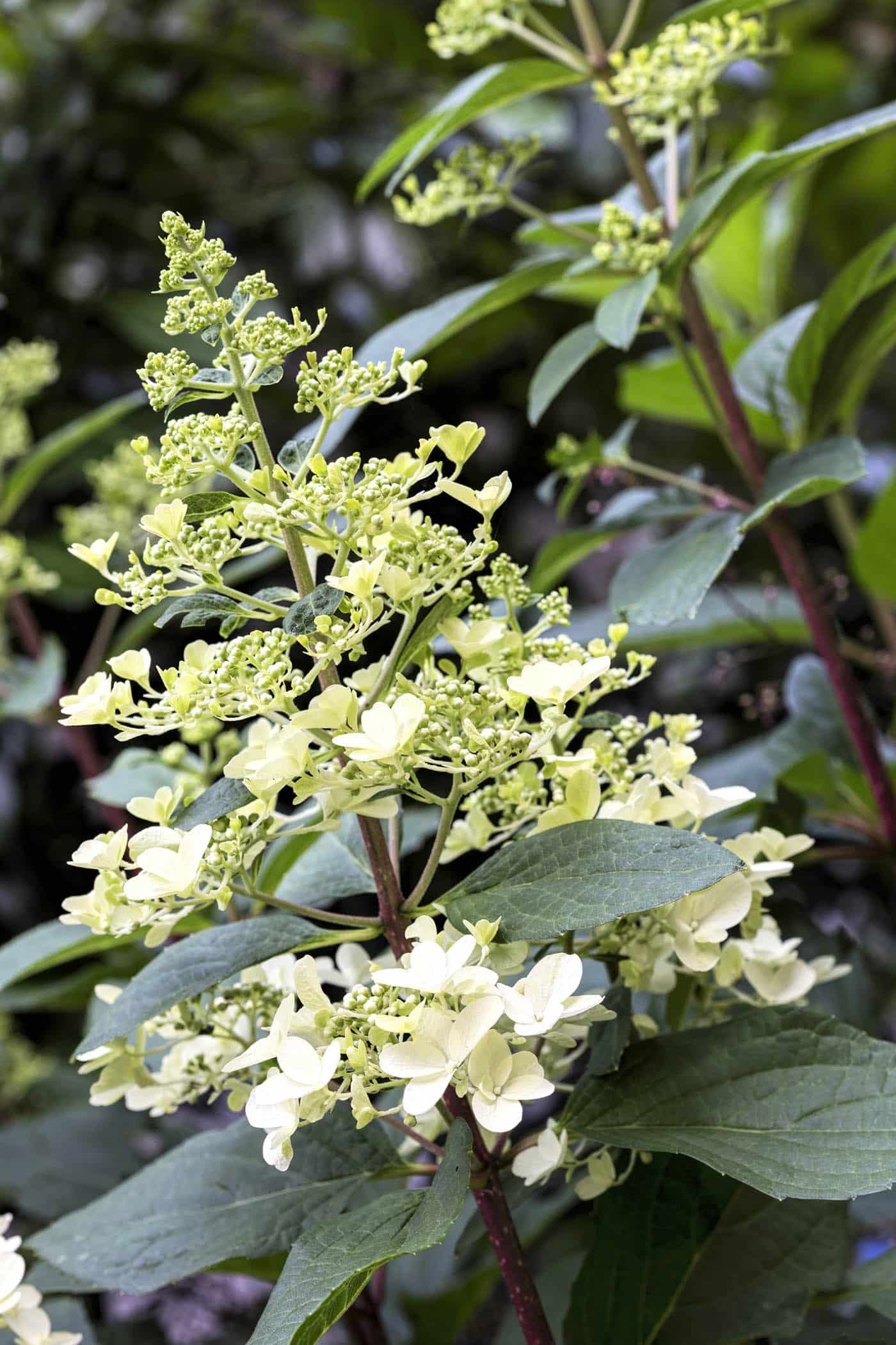 Growing Hydrangeas in Virginia Wine and Country Life
