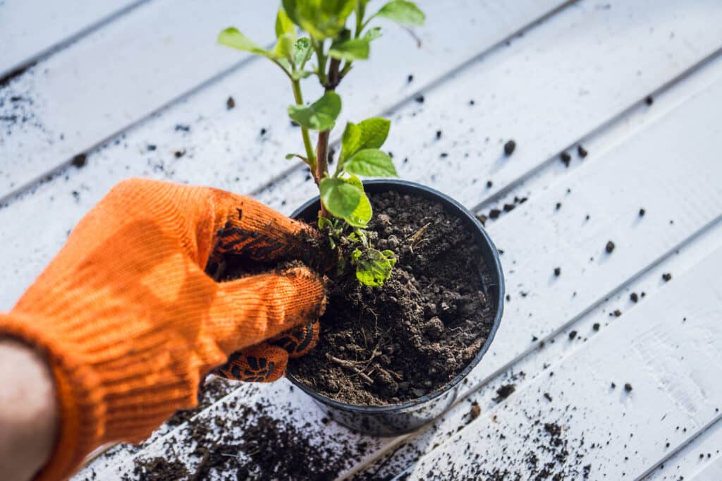 Hydrangea planting