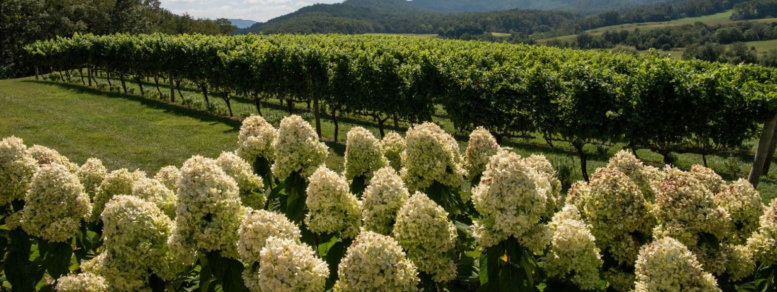 Growing Hydrangeas in Virginia Wine and Country Life