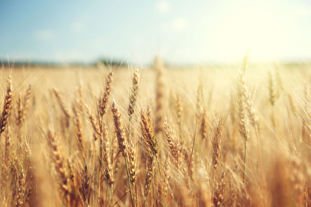 wheat field in the sun