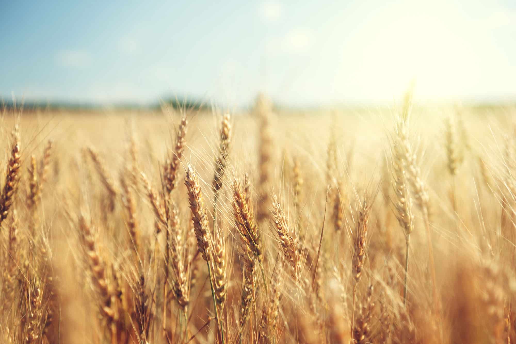 wheat field in the sun