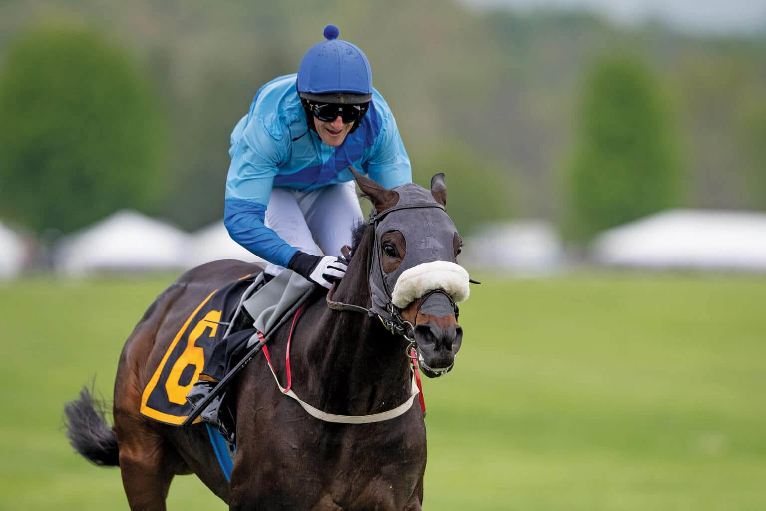 Virginia Gold Cup Horse Race - Wine and Country Life