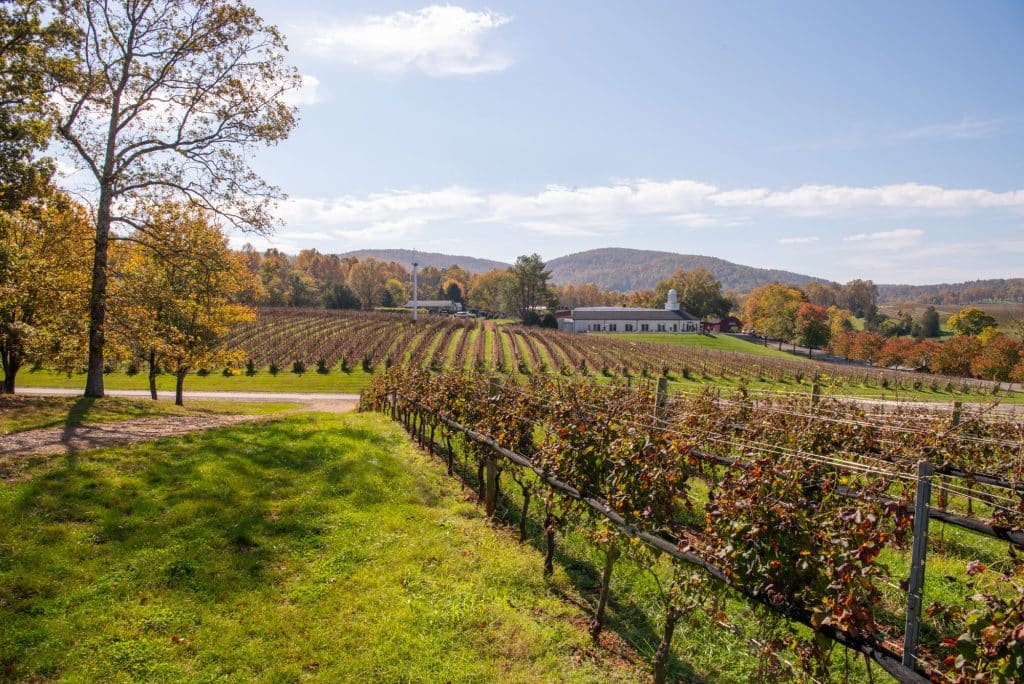 Fall vines at Barboursville Vineyards in Barboursville, Va showing shades of red, orange and gold..