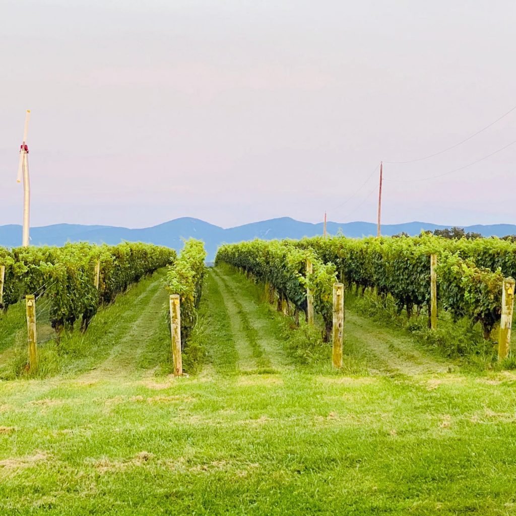 Photo of the vineyard at Crosskeys