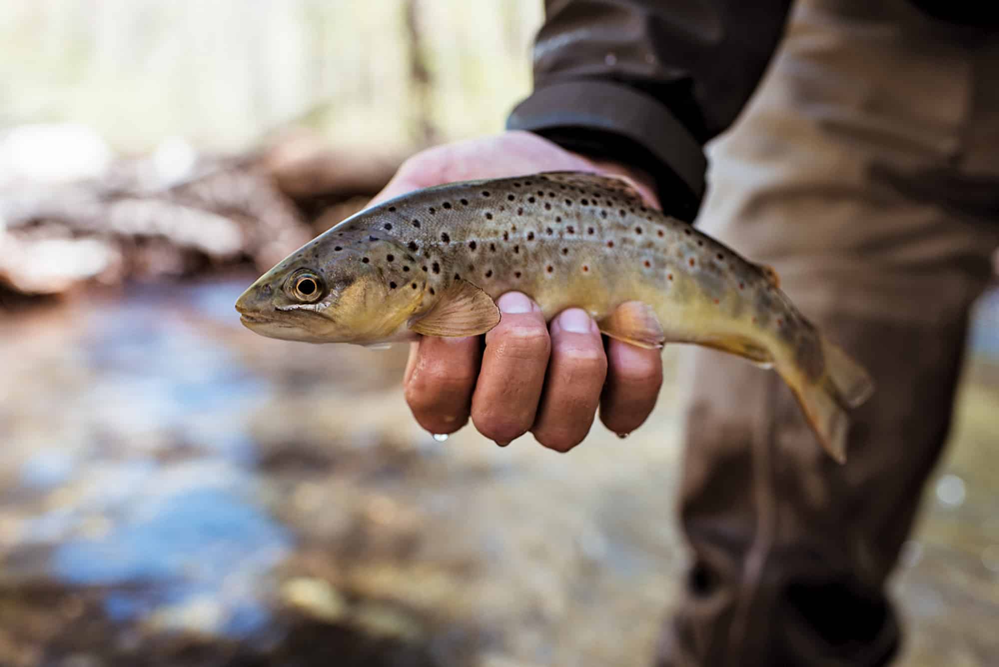 The Art of the Fishing Fly