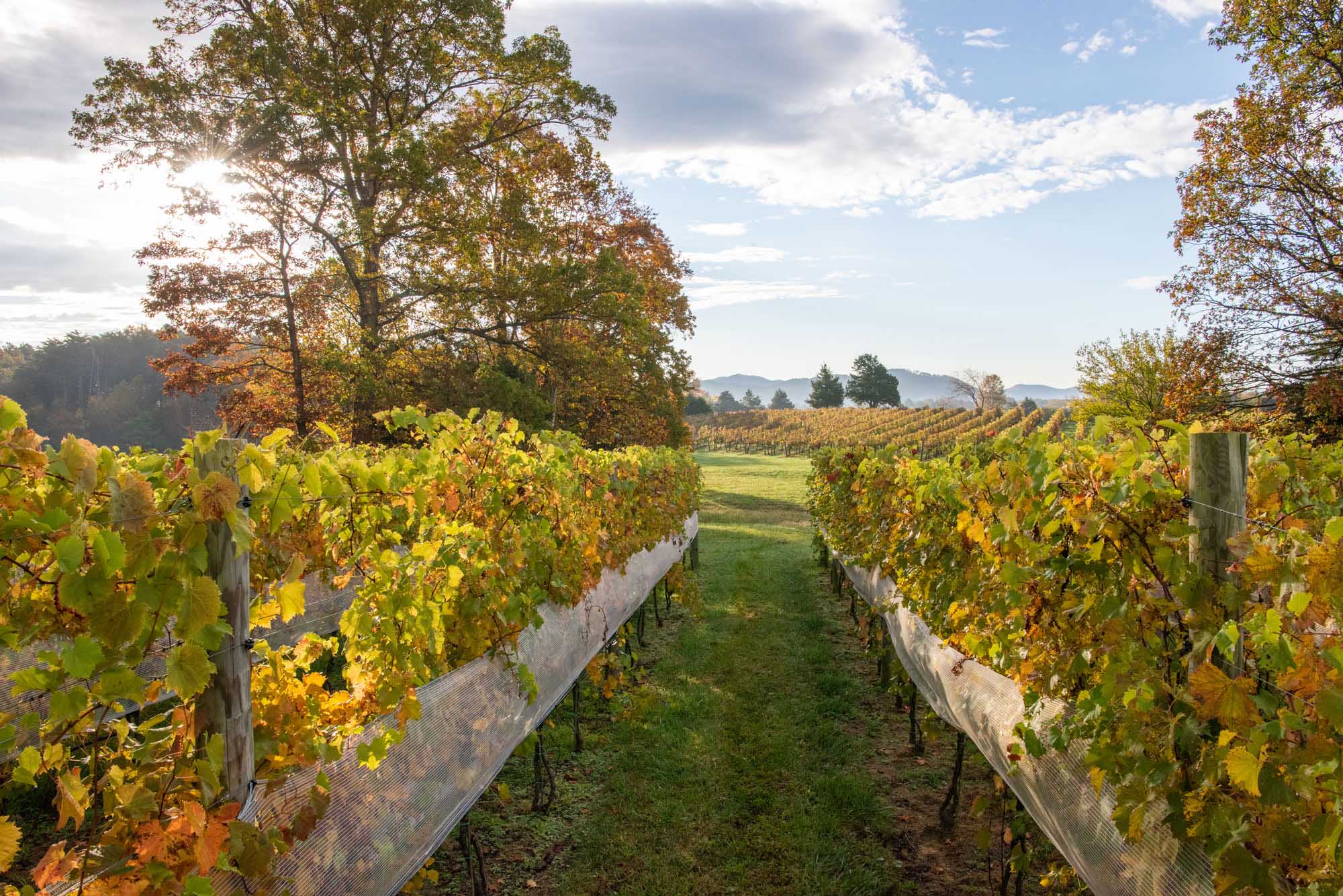 Veritas Vineyards & Winery autumn