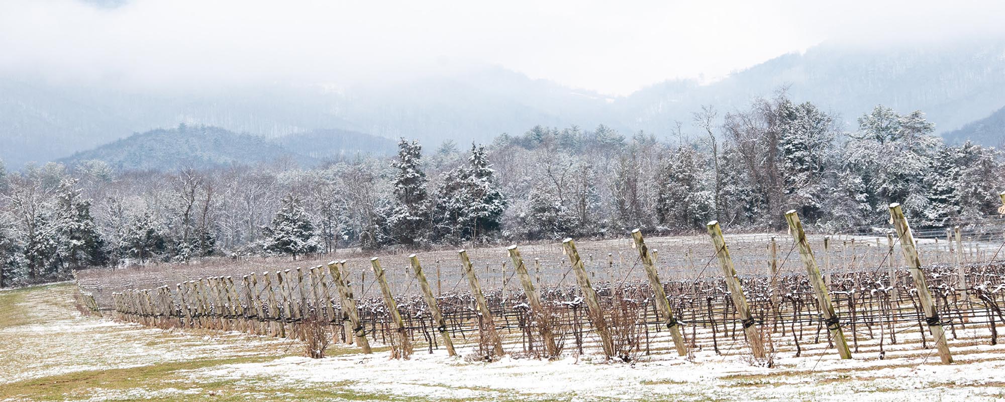 Snow on Vineyards