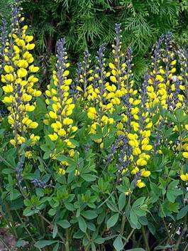Yellow flowers at Pharsalia