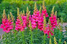 Pink snapdragons at Pharsalia
