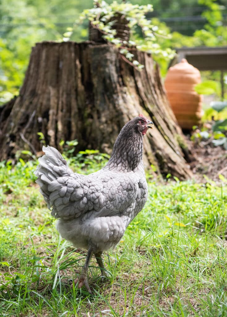 Small Thermometer  Chickens For Backyards