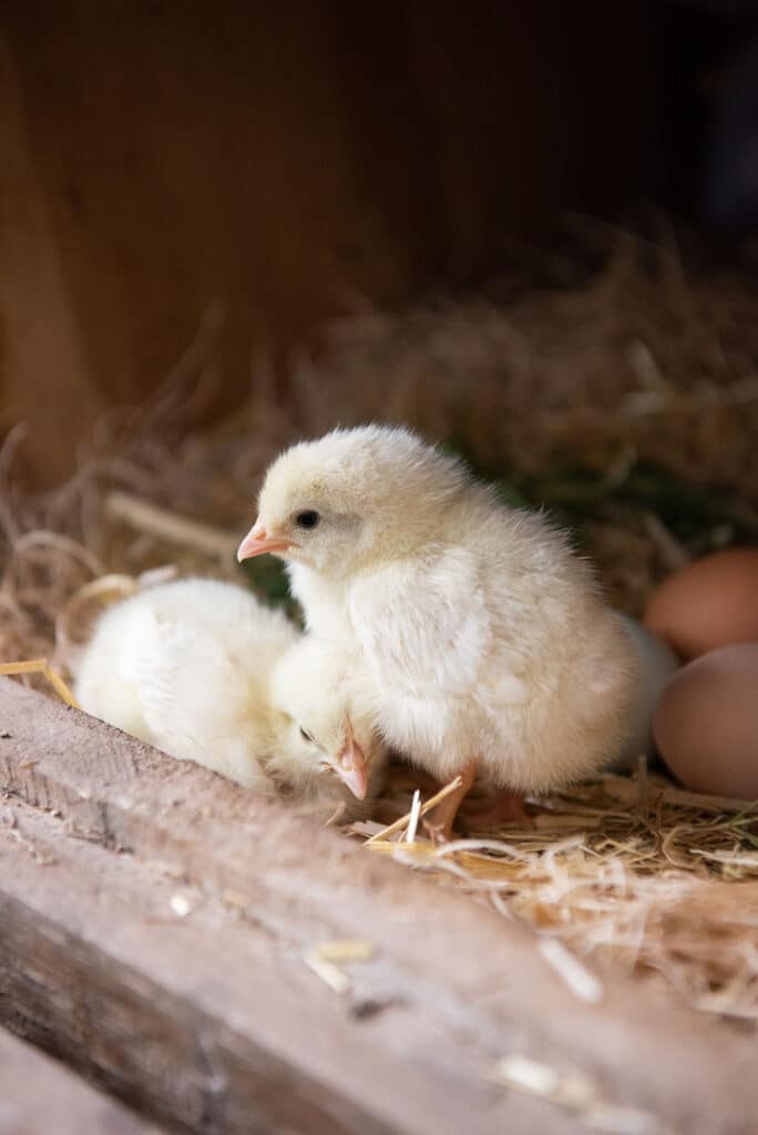 raising chickens for eggs, backyard chickens, how to raise chickens