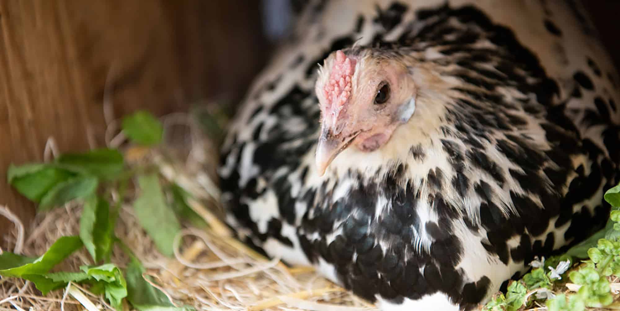 Breed Profile: Delaware Chicken - Backyard Poultry