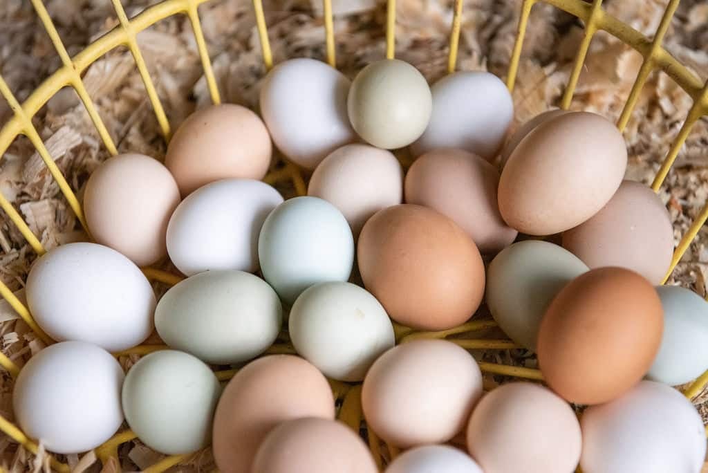 A Look Inside Our Colorful Egg Basket  Chicken Breeds & the Eggs They Lay  – SUNSHINE FARM