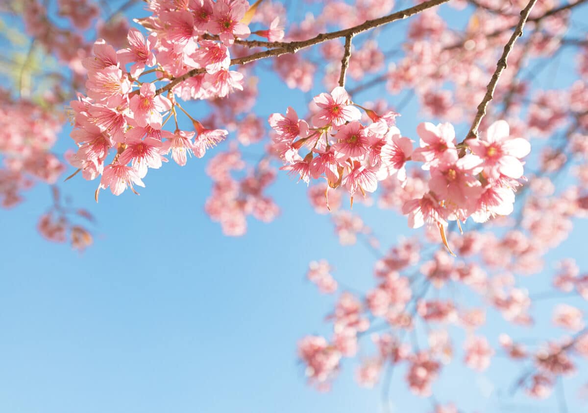 Cherry Blossom Tree
