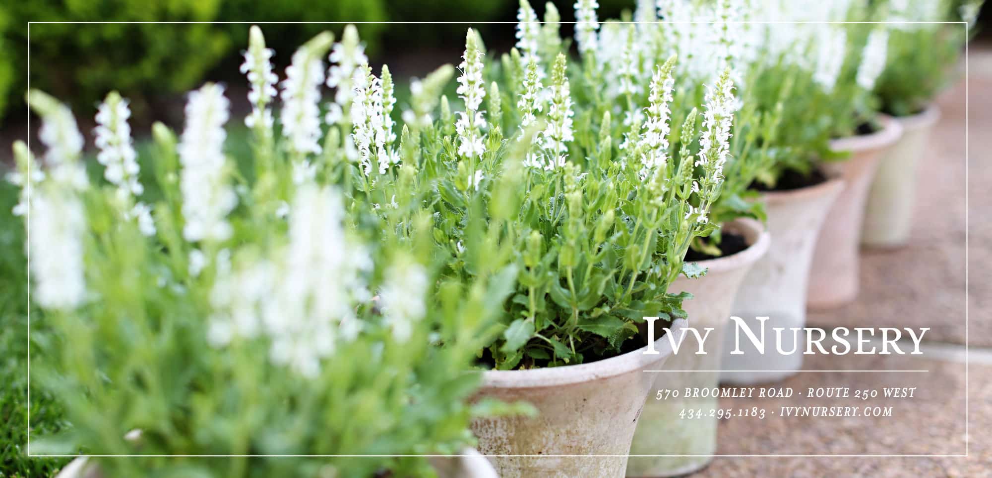 Photo of green plants in pots at Ivy Nursery