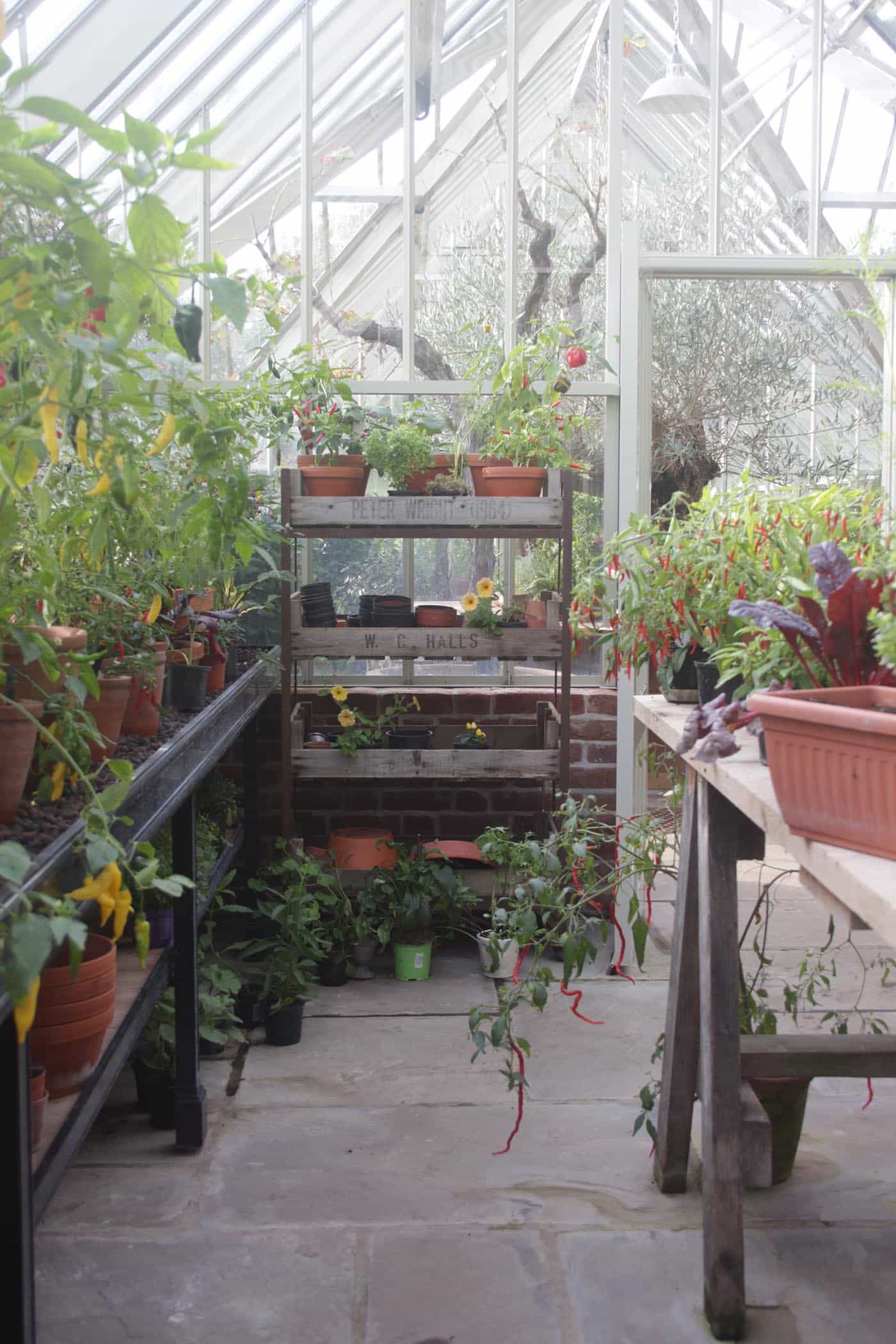 Expert Tips on Buying A Greenhouse - Wine and Country Life