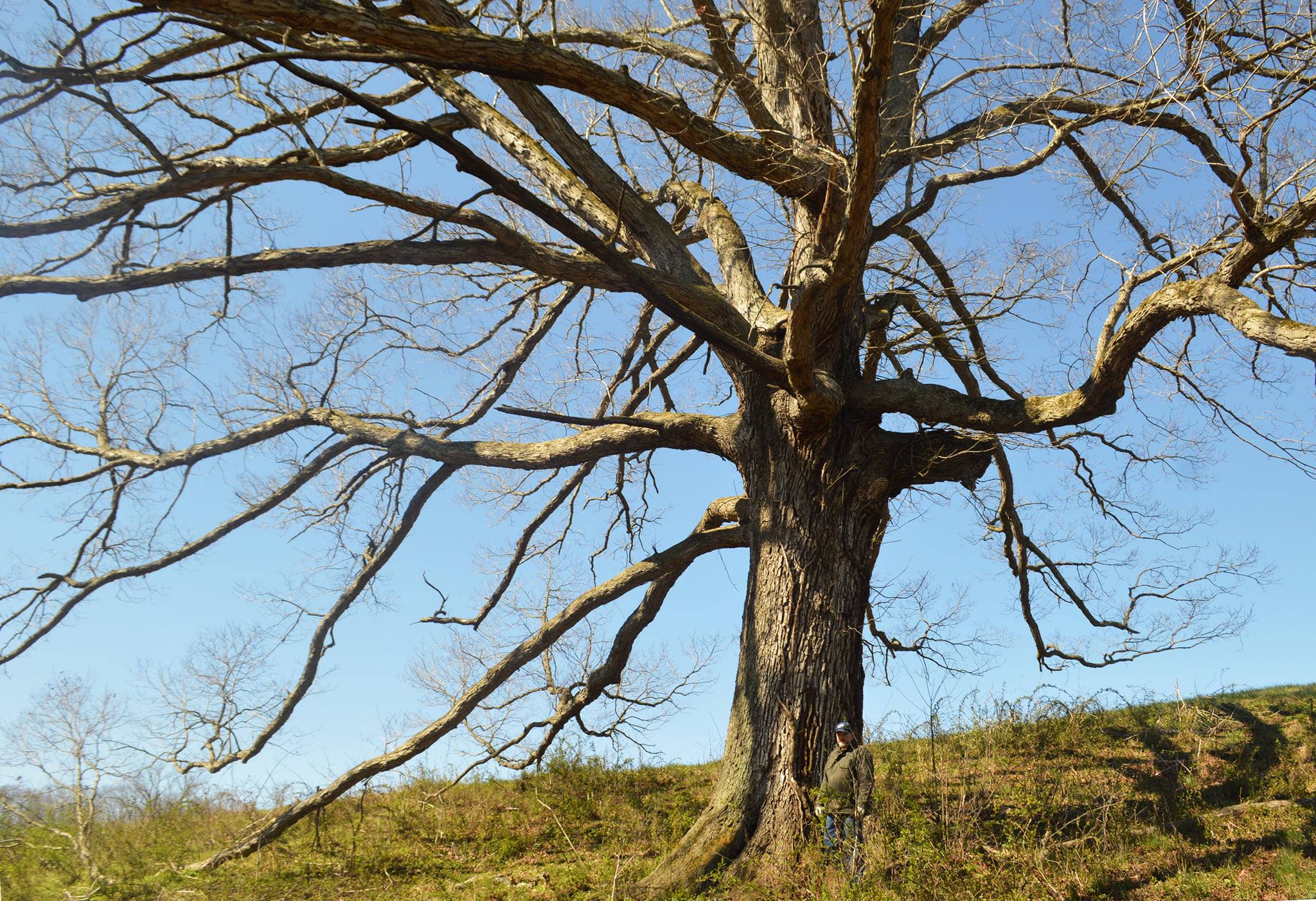 Oak Spring large tree