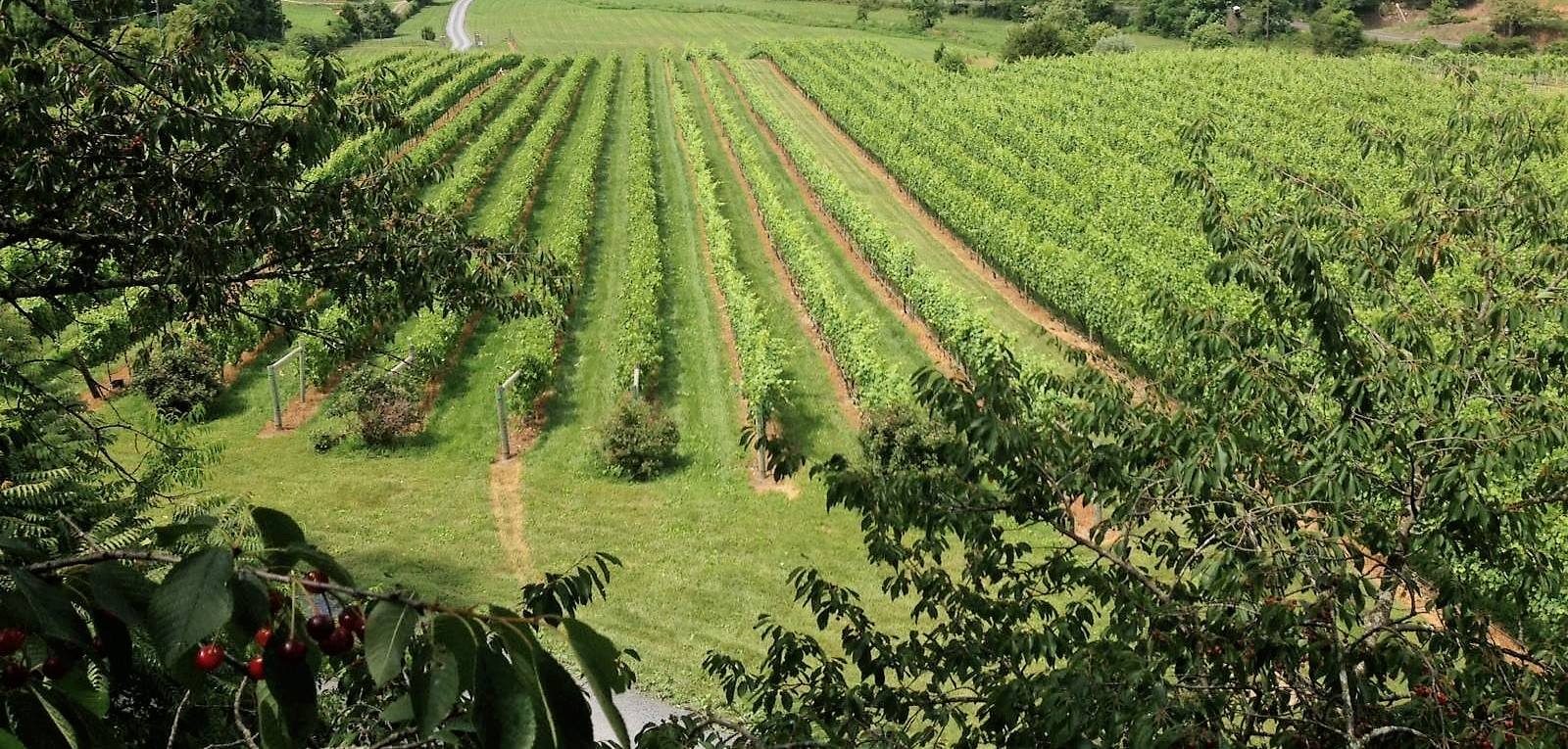 Shenandoah Valley Wine Trail