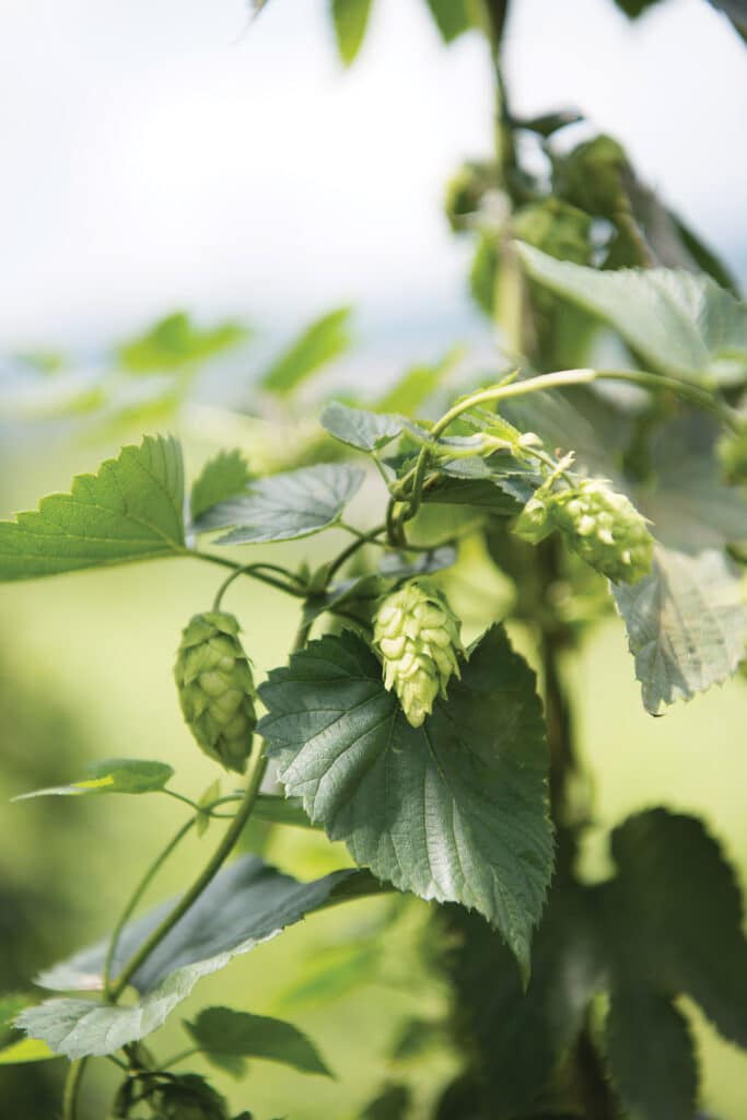 Beer Hops plant