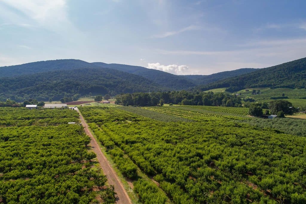 Learn About Peaches  Chiles Family Orchards