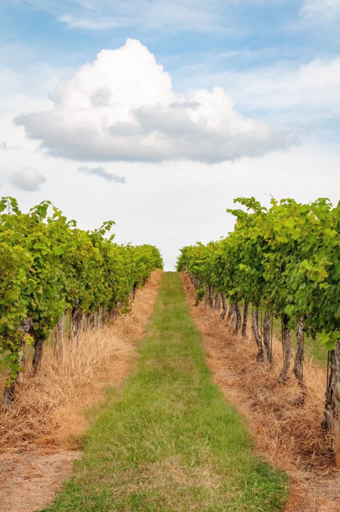 Keswick Vineyards photographed by RL Johnson