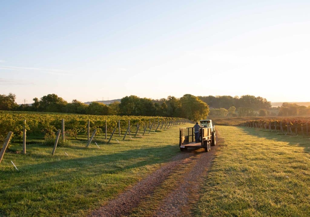 Horton Vineyards, Image by © RL Johnson for Wine & Country Life