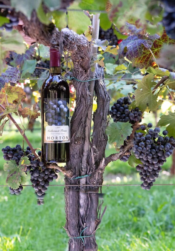 Horton Vineyards, cabernet franc, Virginia. Close up of vine. Image by © RL Johnson for Wine & Country Life