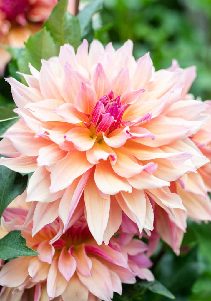 Elizabeth Locke Dahlia Garden, © Image by Robert Radifera for Wine & Country Life