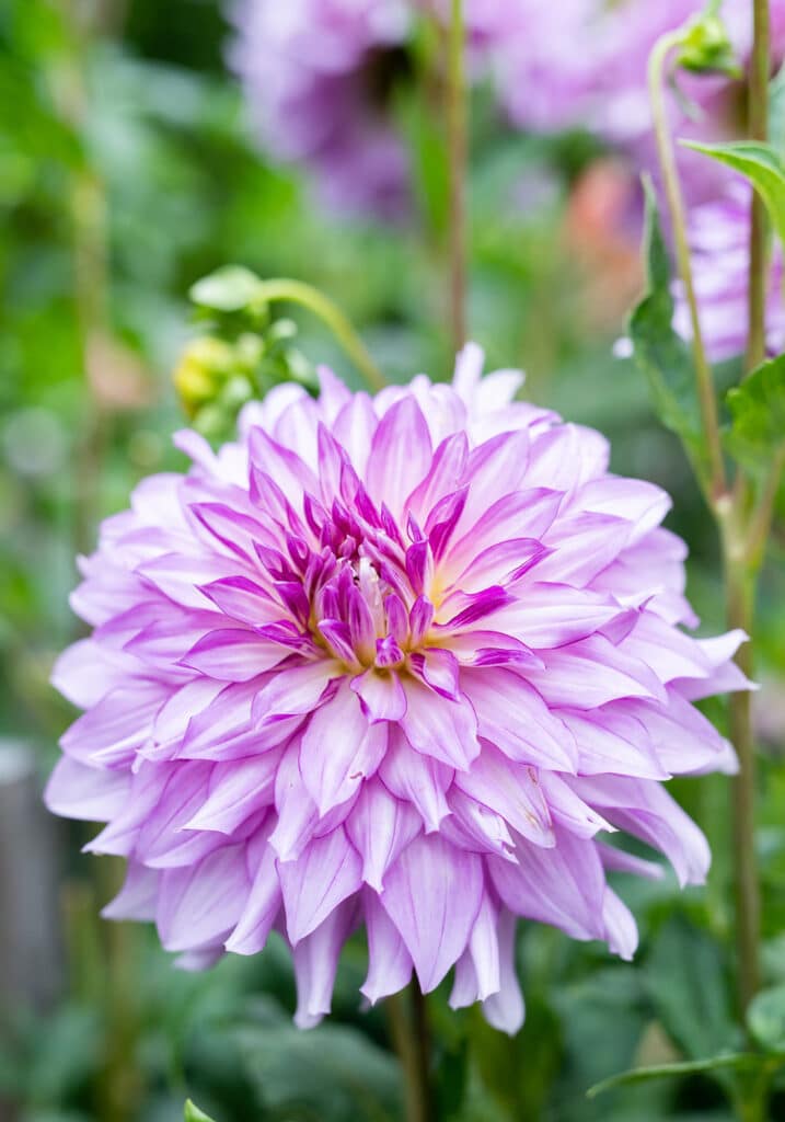 Elizabeth Locke Dahlia Garden, © Image by Robert Radifera for Wine & Country Life