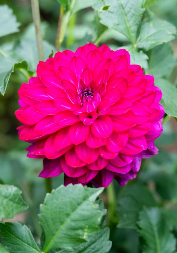 Elizabeth Locke Dahlia Garden, © Image by Robert Radifera for Wine & Country Life