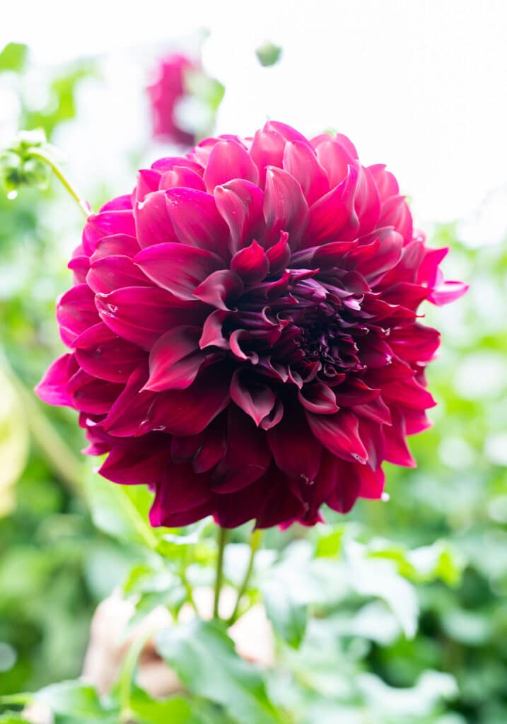 Elizabeth Locke Dahlia Garden, © Image by Robert Radifera for Wine & Country Life