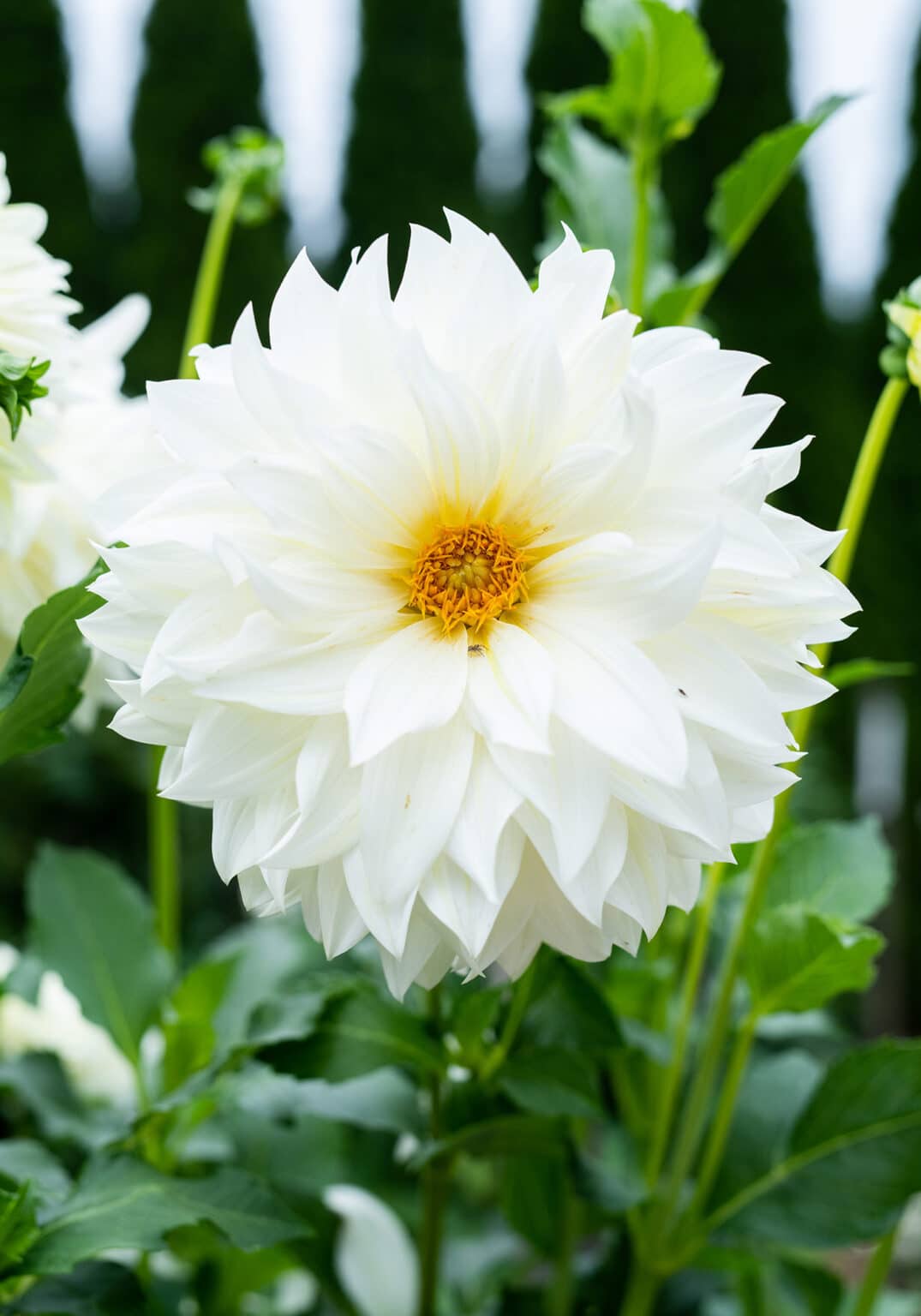 Elizabeth Locke on Growing Dahlias - Wine and Country Life