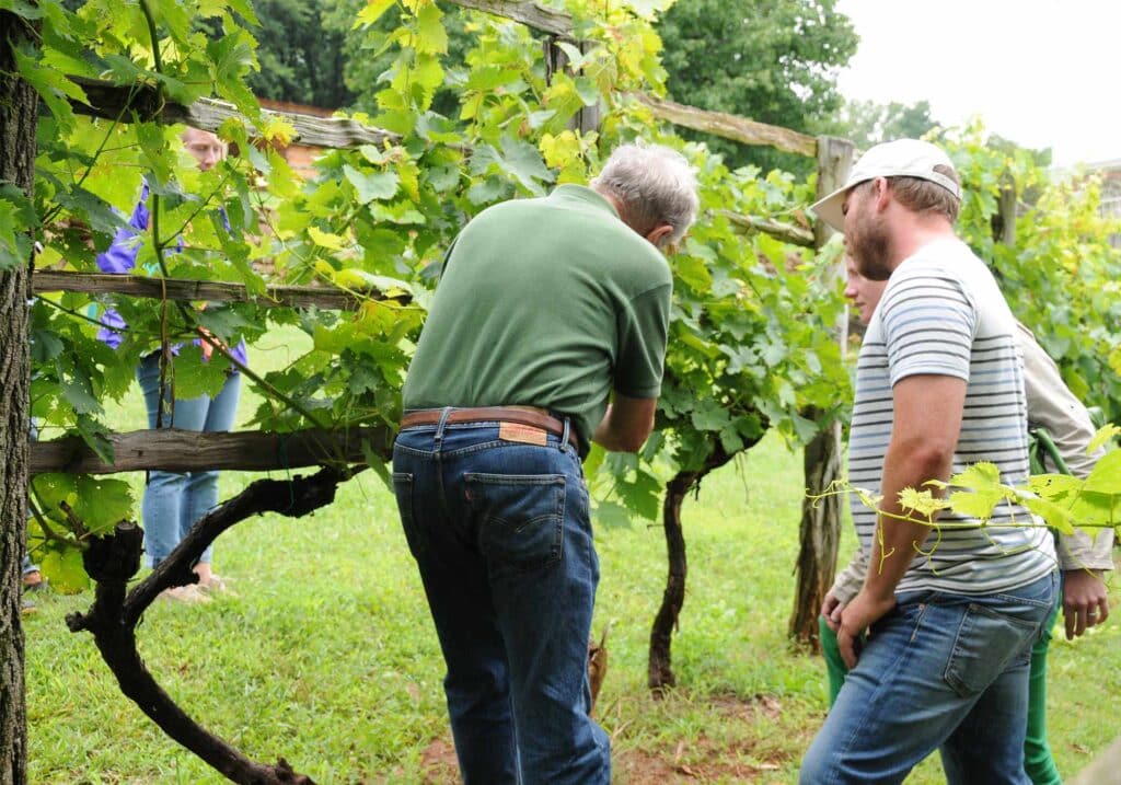 Gabriele Rausse teaching how to care for grapevines in a workshop at Thomas Jefferson's Monticello where he is head of grounds.