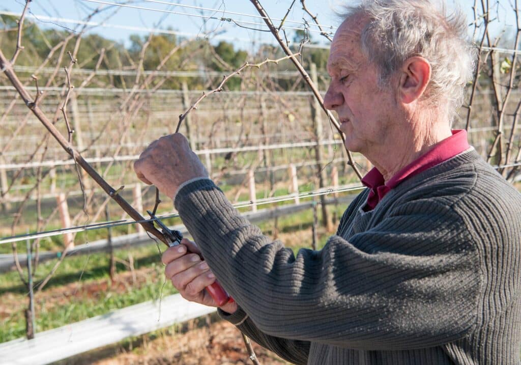 Gabriele Rausse demonstrating grapevine pruning techniques at his winery near Charlottesville, Va