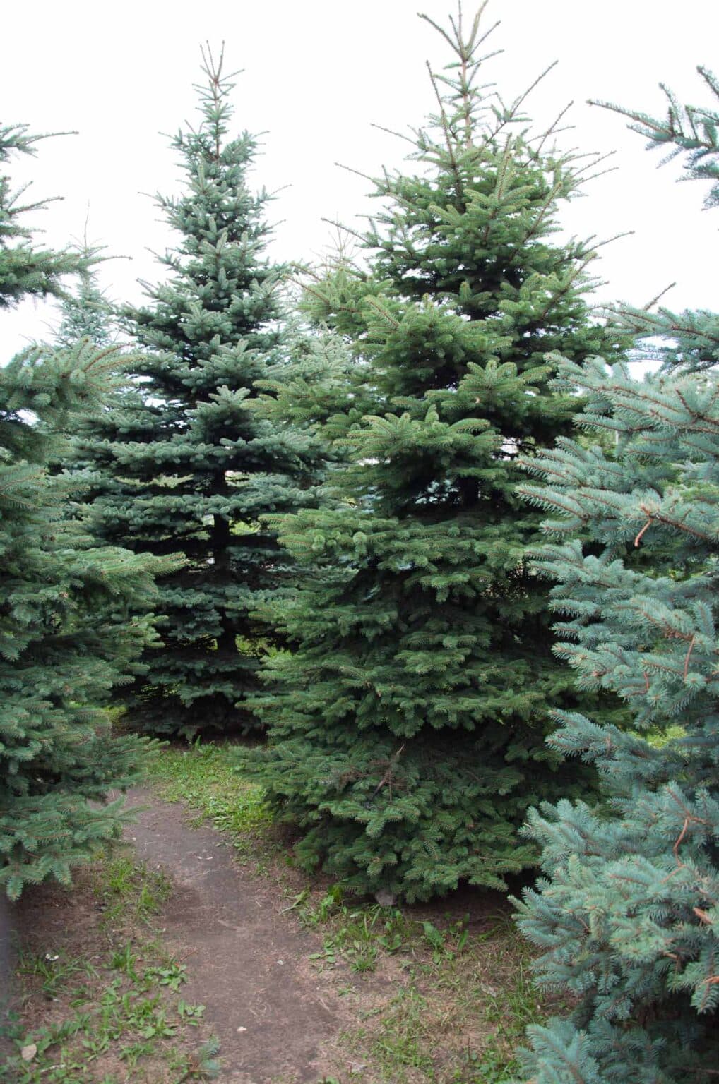 Christmas Tree Farms in Virginia Wine and Country Life