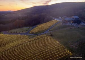 Bluemont Vineyard Christmas lights on the vines for Holiday Weekend in Middleburg