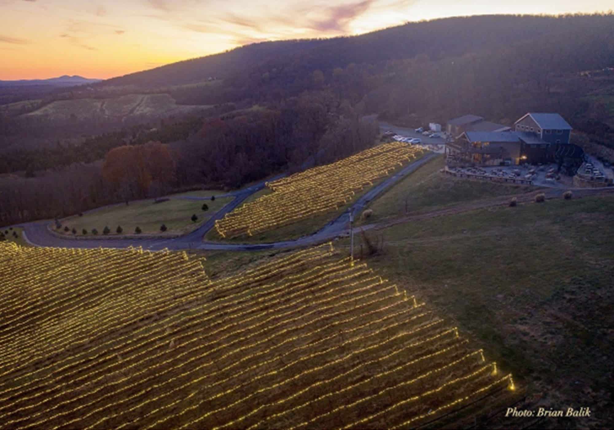 Bluemont Vineyard Christmas lights on the vines for Holiday Weekend in Middleburg