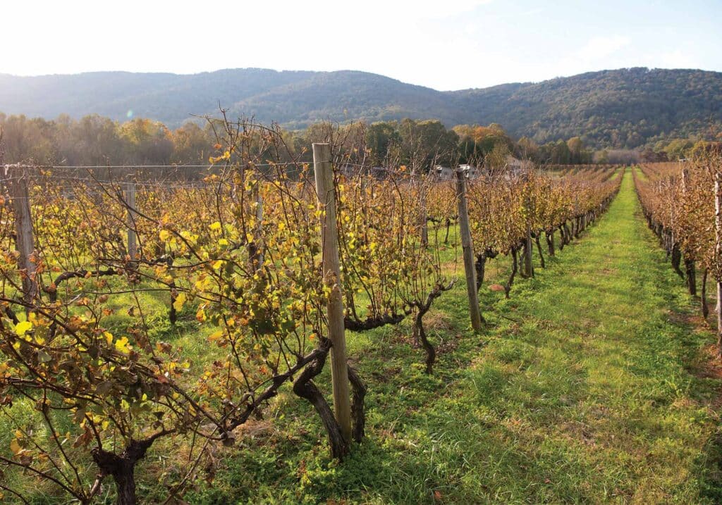 Afton Mountain Winery fall grapevines