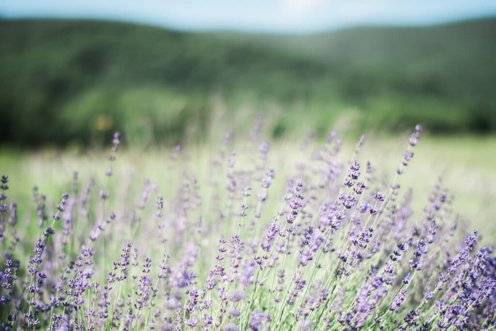 Lavender Field in Virginia