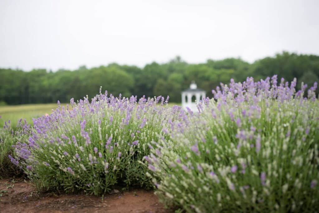 seven oaks lavender farm virginia
